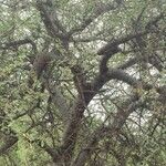 Commiphora glandulosa आदत