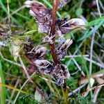 Pedicularis palustris ഫലം