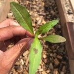 Polygonum lapathifolium Fulla