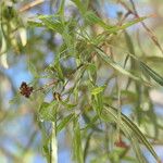 Searsia lancea Blatt
