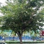 Pterocarpus indicus Облик