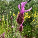 Lavandula pedunculata Blüte