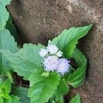 Ageratum conyzoides Flower