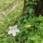 Hibiscus lobatus Flower