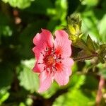 Potentilla nepalensis Flower