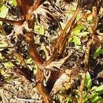 Eryngium planum Corteccia