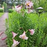 Lilium regale Leaf