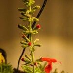Salvia coccinea Lorea