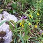 Melampyrum subalpinum Flor