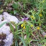 Melampyrum subalpinum Квітка