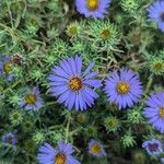 Symphyotrichum oblongifolium Flower