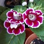 Gloxinia × donkelaariana 花