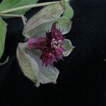 Silene helleboriflora Flower