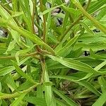 Solidago ptarmicoides Bark