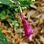 Strobilanthes hamiltoniana Virág