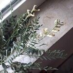 Astragalus hamosus Kvet