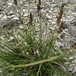 Carex vulpinoidea Leaf