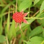 Rubus illecebrosus Frutto