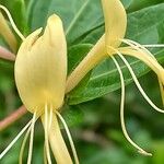 Lonicera japonica Flor