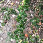 Eriogonum parvifolium Hábito