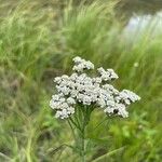 Achillea alpina Λουλούδι