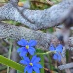 Dampiera stricta Fleur