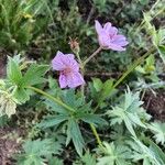 Geranium richardsonii Foglia