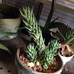 Haworthia glauca Leht