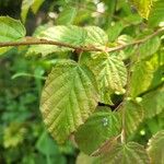 Corylopsis pauciflora Fulla