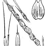 Aegilops ventricosa Mosusu