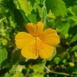 Pavonia burchellii Цвят