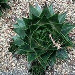 Aristaloe aristata cv. 'Cosmo' Агульны выгляд