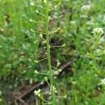 Mummenhoffia alliacea Bloem