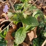 Pulmonaria officinalis পাতা