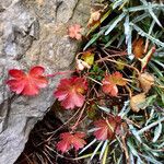 Geranium lucidum Habit