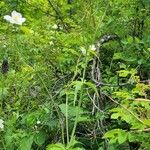 Ranunculus platanifolius Hábito