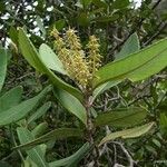 Cunonia balansae Hábito
