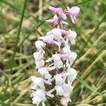 Gymnadenia conopsea Flower