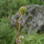 Sanguisorba diandra ᱛᱟᱦᱮᱸ