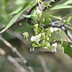Manuleopsis dinteri Blomst