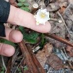 Leucojum vernum Квітка