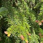 Picea omorikaLeaf