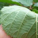 Rubus sulcatus Autre