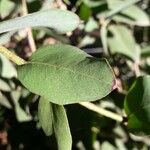 Eucalyptus cinerea Leaf