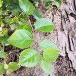Chukrasia tabularis Leaf