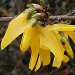 Forsythia intermedia Blüte