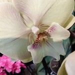 Phalaenopsis amabilis Květ