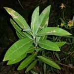 Salix lasiolepis Leaf