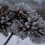 Arctium lappa Fruchs