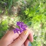 Medicago sativaΛουλούδι